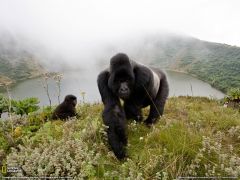Tapeta National Geographic 544.jpg